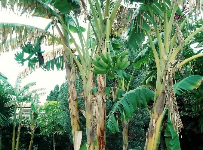 Zorollo Con Piscina Tatil Evi